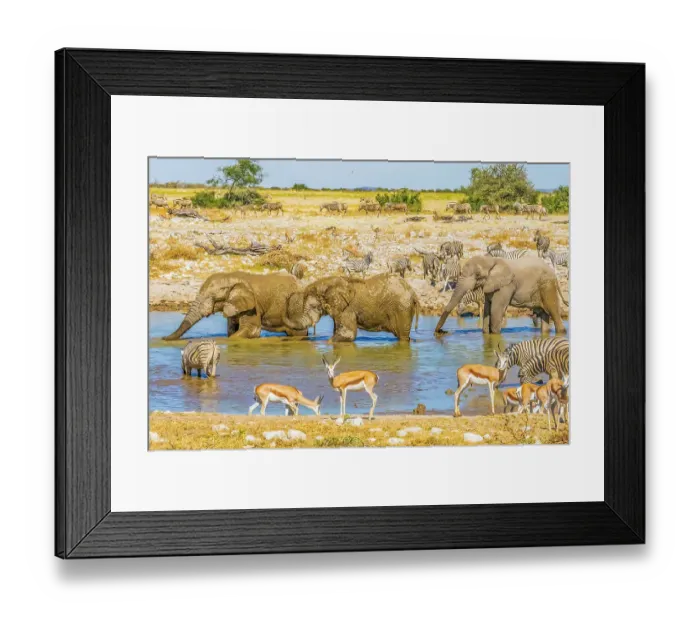 Framed Print : Etosha National Park, Namibia, Africa. Portrait of groups of African elephants, Thomson's Gazelles and Burchell's Zebras drinking from a pond in the savannah