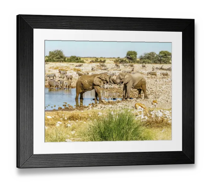 Framed Print : Etosha National Park, Namibia, Africa. Portrait of two African elephants wrapping trunks in greeting as Thomson's Gazelles and Burchell's Zebras drink from a pond Framed Print : Etosha National Park, Namibia, Africa. Portrait of two African elephants wrapping trunks in greeting as Thomson's Gazelles and Burchell's Zebras drink from a pond