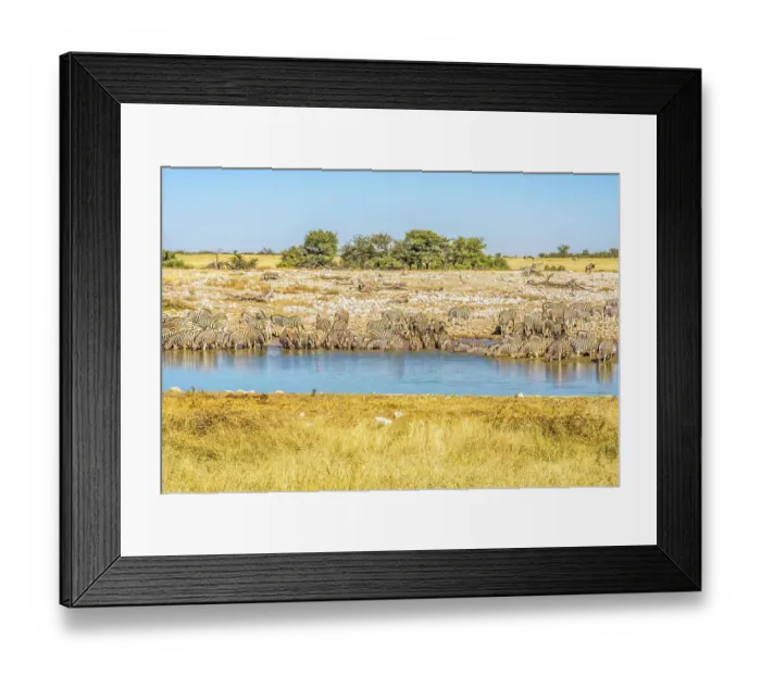 Framed Print : Etosha National Park, Namibia, Africa. Landscape view of large herd or dazzle of Burchell's Zebras drinking from a pond in the savannah Framed Print : Etosha National Park, Namibia, Africa. Landscape view of large herd or dazzle of Burchell's Zebras drinking from a pond in the savannah