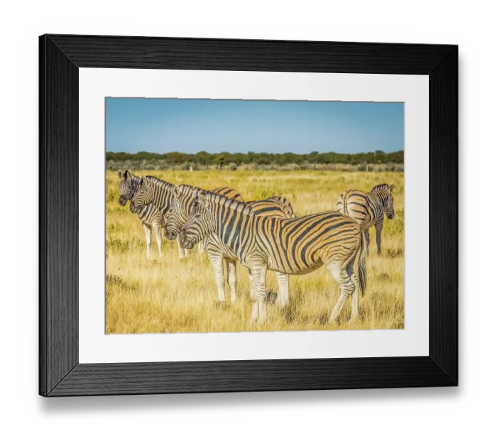 Framed Print : Etosha National Park, Namibia, Africa. Portrait of group of Burchell's Zebras eating grass in the savannah Framed Print : Etosha National Park, Namibia, Africa. Portrait of group of Burchell's Zebras eating grass in the savannah
