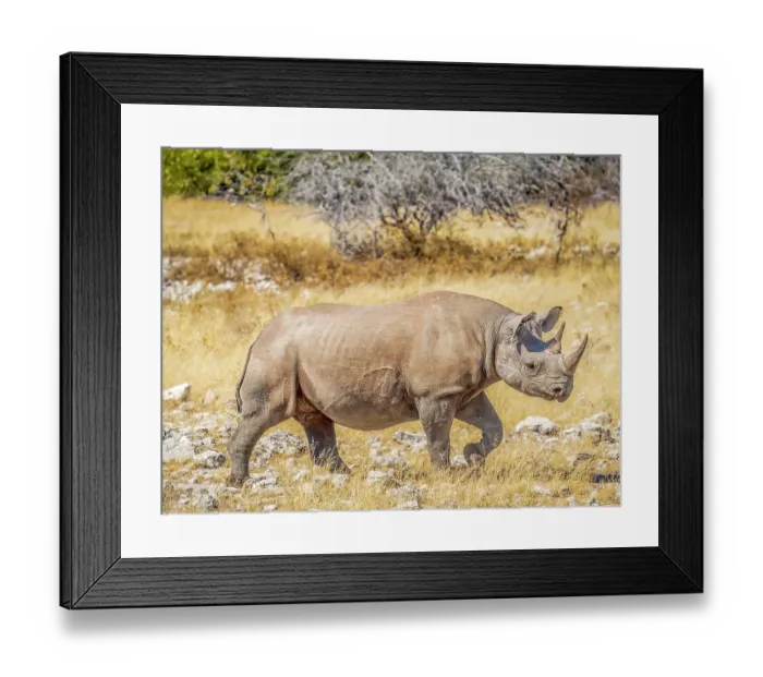 Framed Print : Etosha National Park, Namibia. Portrait of Black Rhinoceros, a very aggressive animal whose population thrives in Etosha National Park Framed Print : Etosha National Park, Namibia. Portrait of Black Rhinoceros, a very aggressive animal whose population thrives in Etosha National Park