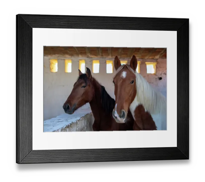Framed Print : Tunisia, Africa. Two beautiful horses in a cement barn