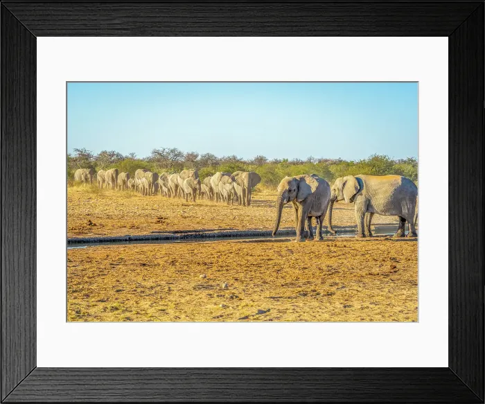 Framed Print : Etosha National Park, Namibia. Portrait of large herd and families of African elephants walking in group to drink water from a pond