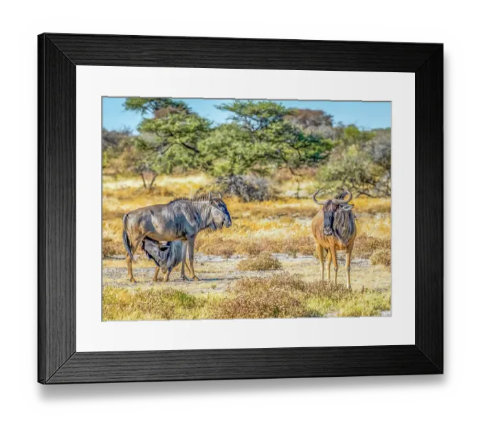 Framed Print : Etosha National Park, Namibia, Africa. Portrait of family of Blue wildebeests with mother feeding baby in the savannah Framed Print : Etosha National Park, Namibia, Africa. Portrait of family of Blue wildebeests with mother feeding baby in the savannah