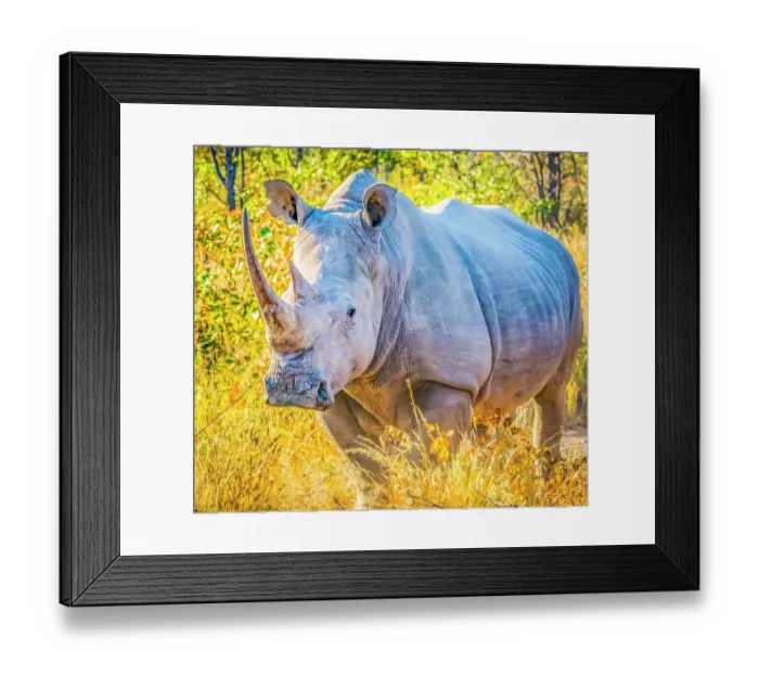 Framed Print : Etosha National Park, Namibia, Africa. Portrait of Black Rhinoceros, a very aggressive animal whose population thrives in Etosha National Park Framed Print : Etosha National Park, Namibia, Africa. Portrait of Black Rhinoceros, a very aggressive animal whose population thrives in Etosha National Park
