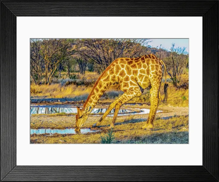 Framed Print : Etosha National Park, Namibia, Africa. Portrait of Angolan giraffe cautiously drinking at a water hole at sunset