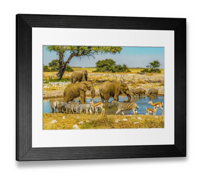 Framed Print : Etosha National Park, Namibia, Africa. Wide angle portrait of three African Bush Elephants, Thomson's Gazelles and a herd of Plains Zebras drinking at a water hole in the park Framed Print : Etosha National Park, Namibia, Africa. Wide angle portrait of three African Bush Elephants, Thomson's Gazelles and a herd of Plains Zebras drinking at a water hole in the park