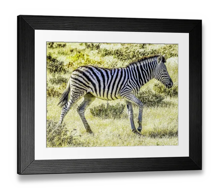 Framed Print : Etosha National Park, Namibia, Africa. Portrait of young Plains Zebra in the savannah at sunset Framed Print : Etosha National Park, Namibia, Africa. Portrait of young Plains Zebra in the savannah at sunset