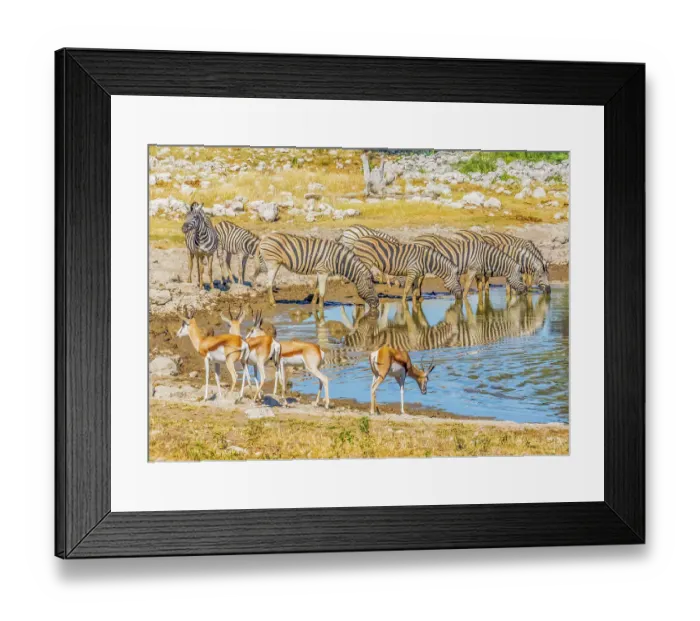 Framed Print : Etosha National Park, Namibia, Africa. Portrait of groups of Thomson's Gazelles and Burchell's Zebras drinking from a pond in the savannah Framed Print : Etosha National Park, Namibia, Africa. Portrait of groups of Thomson's Gazelles and Burchell's Zebras drinking from a pond in the savannah