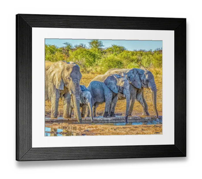 Framed Print : Etosha National Park, Namibia, Africa. Portrait of family of African elephants drinking water from a pond Framed Print : Etosha National Park, Namibia, Africa. Portrait of family of African elephants drinking water from a pond