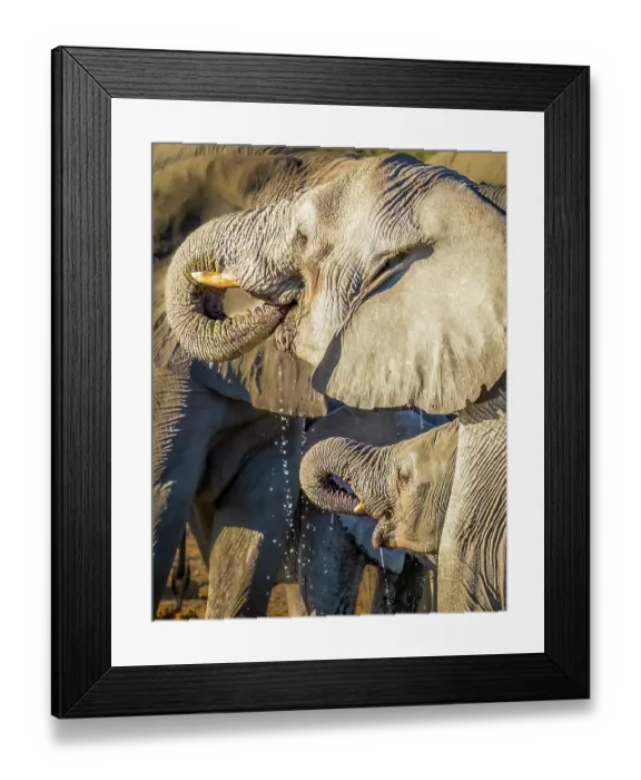 Framed Print : Etosha National Park, Namibia. Close-up portrait of mother and baby African bush elephants drinking water from a pond Framed Print : Etosha National Park, Namibia. Close-up portrait of mother and baby African bush elephants drinking water from a pond