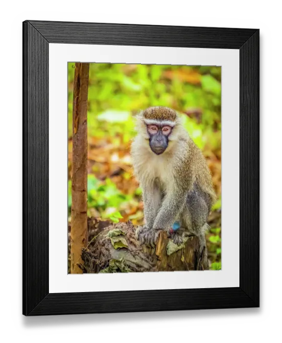 Framed Print : Bwindi Impenetrable Forest, Uganda, Africa. Portrait of colorful vervet monkey in the tropical forest Framed Print : Bwindi Impenetrable Forest, Uganda, Africa. Portrait of colorful vervet monkey in the tropical forest