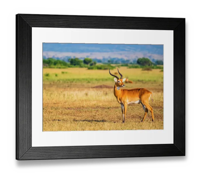 Framed Print : savannah, Uganda, Africa, Portrait of male impala on the savannah in the early morning light Framed Print : savannah, Uganda, Africa, Portrait of male impala on the savannah in the early morning light