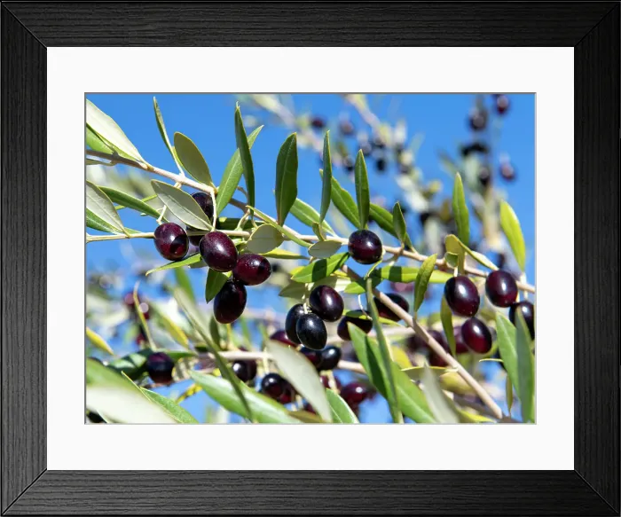 Framed Print : Tunisia, Africa. Close view of ripe olives on a tree Framed Print : Tunisia, Africa. Close view of ripe olives on a tree