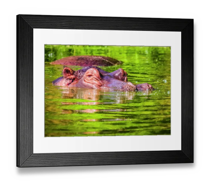 Framed Print : Lake Albert, Uganda, Africa. Close-up portrait of hippopotamus inspecting the area around the lake Framed Print : Lake Albert, Uganda, Africa. Close-up portrait of hippopotamus inspecting the area around the lake