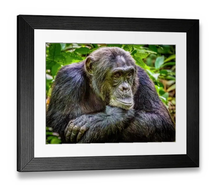 Framed Print : Bwindi Impenetrable Forest, Uganda, Africa. Close-up portrait of common chimpanzee in the tropical rainforest Framed Print : Bwindi Impenetrable Forest, Uganda, Africa. Close-up portrait of common chimpanzee in the tropical rainforest