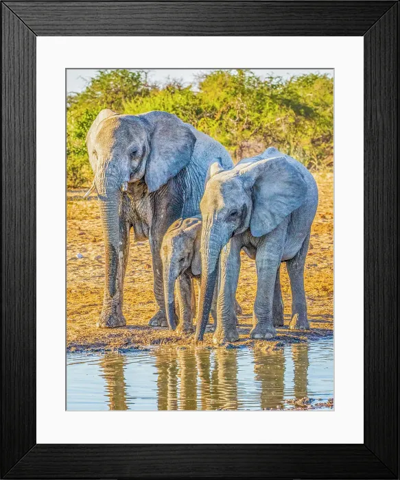 Framed Print : Etosha National Park, Namibia, Africa. Portrait of family of African bush elephants drinking water from a pond Framed Print : Etosha National Park, Namibia, Africa. Portrait of family of African bush elephants drinking water from a pond