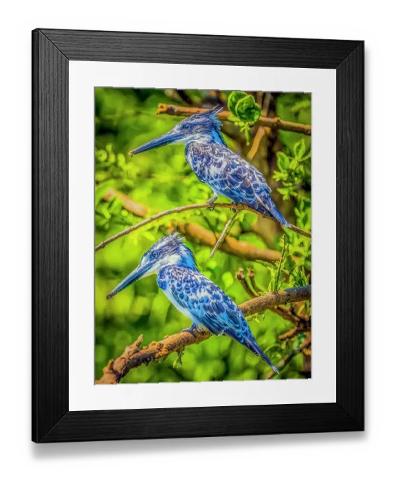 Framed Print : Lake Albert, Uganda, Africa. Portrait of two belted kingfishers in a tree next to the lake hunting for fish