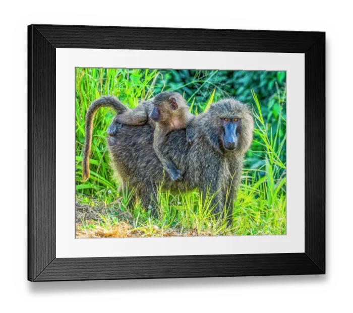 Framed Print : Queen Elizabeth National Park, Uganda, Africa. Portrait of mother baboon with baby on her back getting a ride Framed Print : Queen Elizabeth National Park, Uganda, Africa. Portrait of mother baboon with baby on her back getting a ride