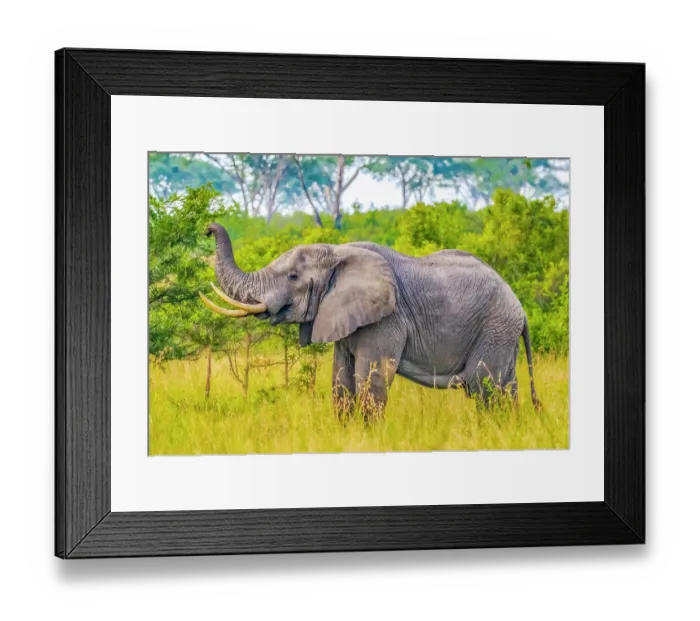 Framed Print : Queen Elizabeth National Park, Uganda, Africa. Portrait of large male African bush elephant feeding in the park Framed Print : Queen Elizabeth National Park, Uganda, Africa. Portrait of large male African bush elephant feeding in the park