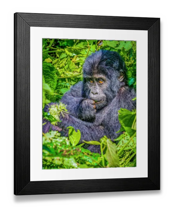 Framed Print : Bwindi Impenetrable Forest, Uganda, Africa. Close-up portrait of young, endangered Mountain Gorilla Framed Print : Bwindi Impenetrable Forest, Uganda, Africa. Close-up portrait of young, endangered Mountain Gorilla