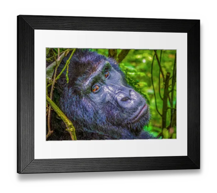 Framed Print : Bwindi Impenetrable Forest, Uganda, Africa. Close-up portrait of Silverback Mountain Gorilla, alpha male of his clan Framed Print : Bwindi Impenetrable Forest, Uganda, Africa. Close-up portrait of Silverback Mountain Gorilla, alpha male of his clan