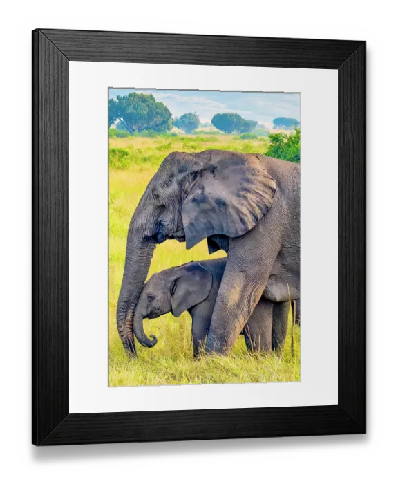 Framed Print : Queen Elizabeth National Park, Uganda, Africa. Profile portrait of baby African bush elephant nuzzling against mother's trunk