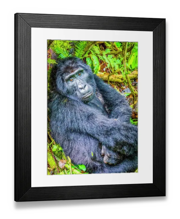 Framed Print : Bwindi Impenetrable Forest, Uganda, Africa. Portrait of Silverback alpha male, leader of group of endangered Mountain Gorillas Framed Print : Bwindi Impenetrable Forest, Uganda, Africa. Portrait of Silverback alpha male, leader of group of endangered Mountain Gorillas