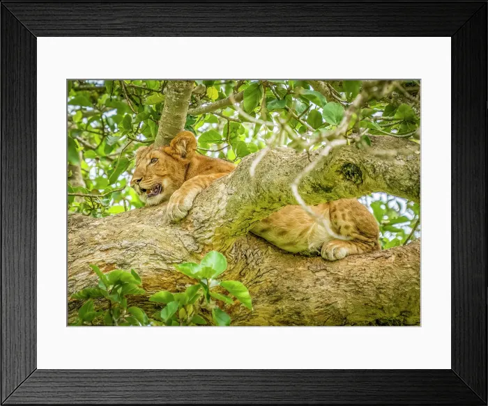 Framed Print : Queen Elizabeth National Park, Uganda, Africa. Close-up portrait of young lion cub resting in the branches of a tree Framed Print : Queen Elizabeth National Park, Uganda, Africa. Close-up portrait of young lion cub resting in the branches of a tree