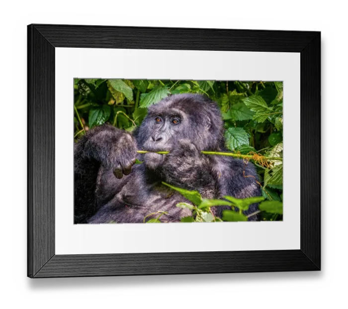 Framed Print : Bwindi Impenetrable Forest, Uganda, Africa. Portrait of the Silverback, alpha male leader of group of endangered Mountain Gorillas Framed Print : Bwindi Impenetrable Forest, Uganda, Africa. Portrait of the Silverback, alpha male leader of group of endangered Mountain Gorillas