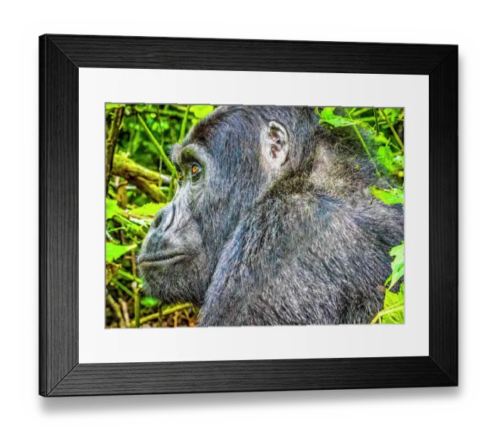 Framed Print : Bwindi Impenetrable Forest, Uganda, Africa. Close-up profile portrait of Silverback alpha male, leader of group of endangered Mountain Gorillas Framed Print : Bwindi Impenetrable Forest, Uganda, Africa. Close-up profile portrait of Silverback alpha male, leader of group of endangered Mountain Gorillas