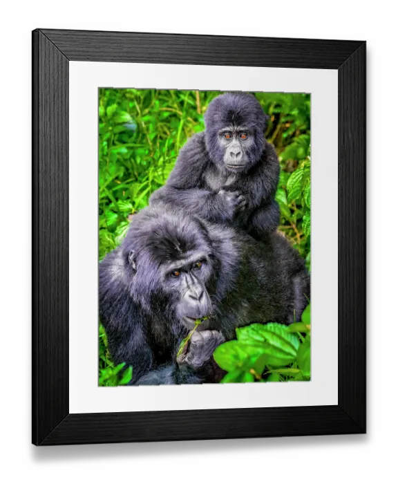 Framed Print : Bwindi Impenetrable Forest, Uganda, Africa. Portrait of mother and baby Mountain Gorillas foraging in the tropical rainforest