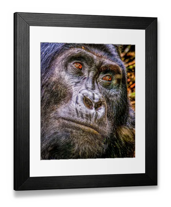Framed Print : Bwindi Impenetrable Forest, Uganda, Africa. Close-up portrait of Silverback Mountain Gorilla, alpha male of his clan Framed Print : Bwindi Impenetrable Forest, Uganda, Africa. Close-up portrait of Silverback Mountain Gorilla, alpha male of his clan