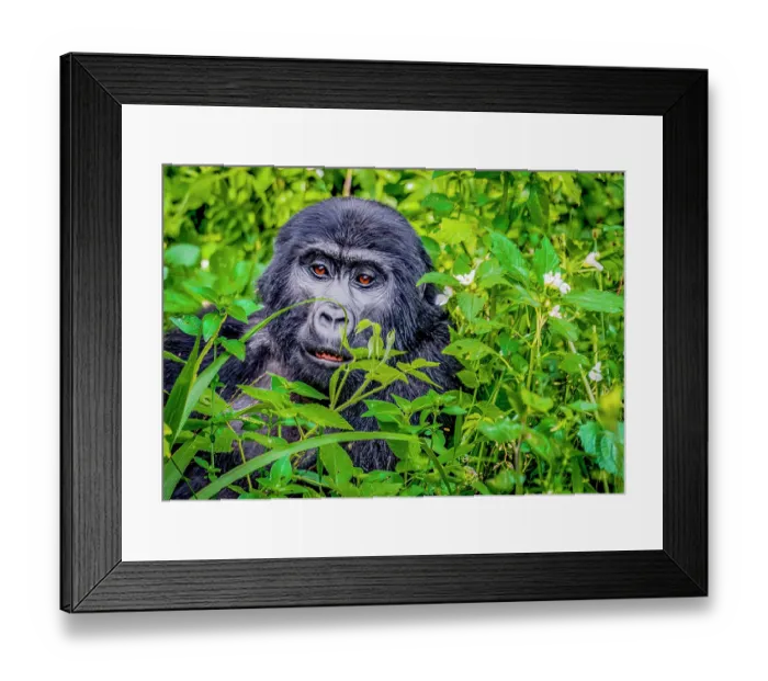 Framed Print : Bwindi Impenetrable Forest, Uganda, Africa. Close-up portrait of juvenile male Mountain Gorilla in the tropical rainforest