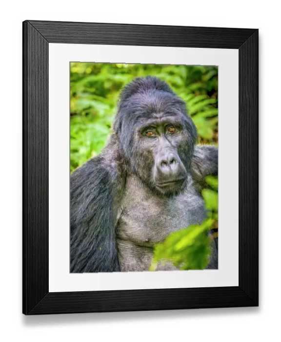 Framed Print : Bwindi Impenetrable Forest, Uganda, Africa. Portrait of the Silverback, alpha male leader of group of endangered Mountain Gorillas