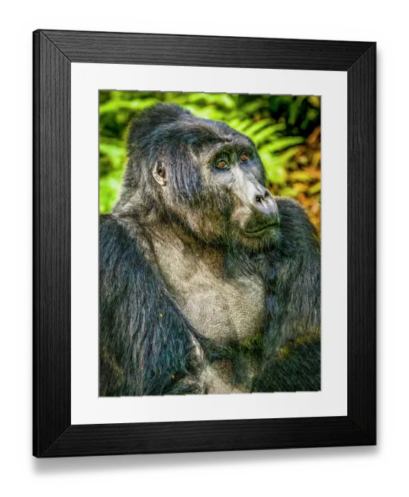 Framed Print : Bwindi Impenetrable Forest, Uganda, Africa. Close-up portrait of Silverback Mountain Gorilla, alpha male of his clan Framed Print : Bwindi Impenetrable Forest, Uganda, Africa. Close-up portrait of Silverback Mountain Gorilla, alpha male of his clan