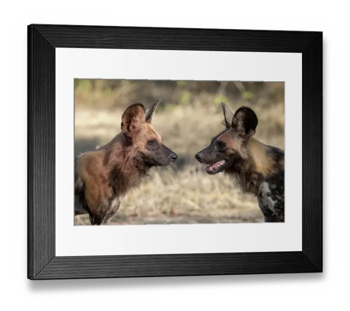 Framed Print : Zambia, South Luangwa National Park. African wild dog