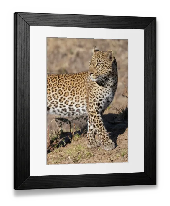 Framed Print : Zambia, South Luangwa National Park. Female leopard Framed Print : Zambia, South Luangwa National Park. Female leopard