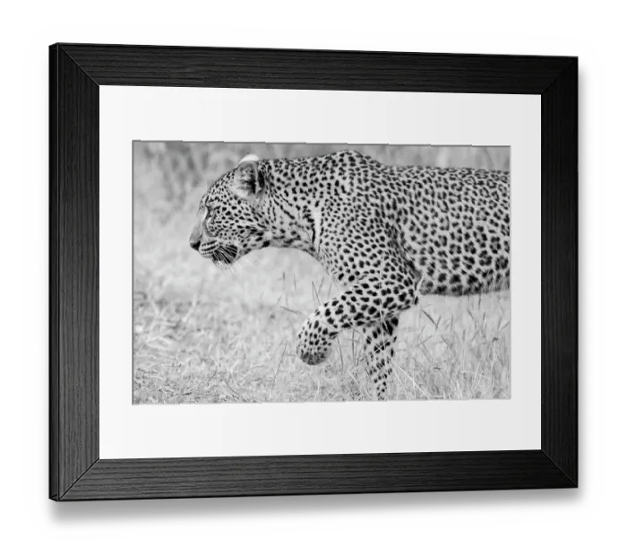 Framed Print : Zambia, South Luangwa National Park. Leopard