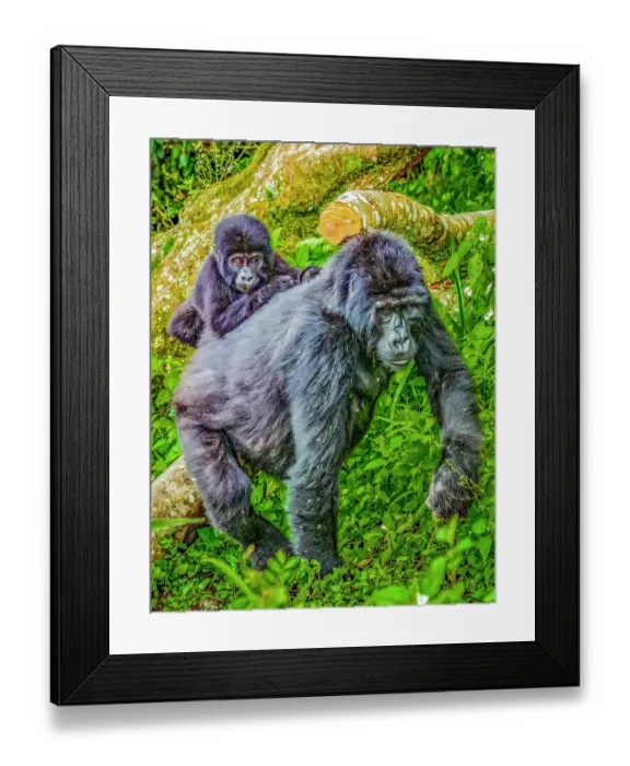 Framed Print : Bwindi Impenetrable Forest, Uganda, Africa. Portrait of mother and baby endangered Mountain Gorillas, of which half the world's population live in Uganda