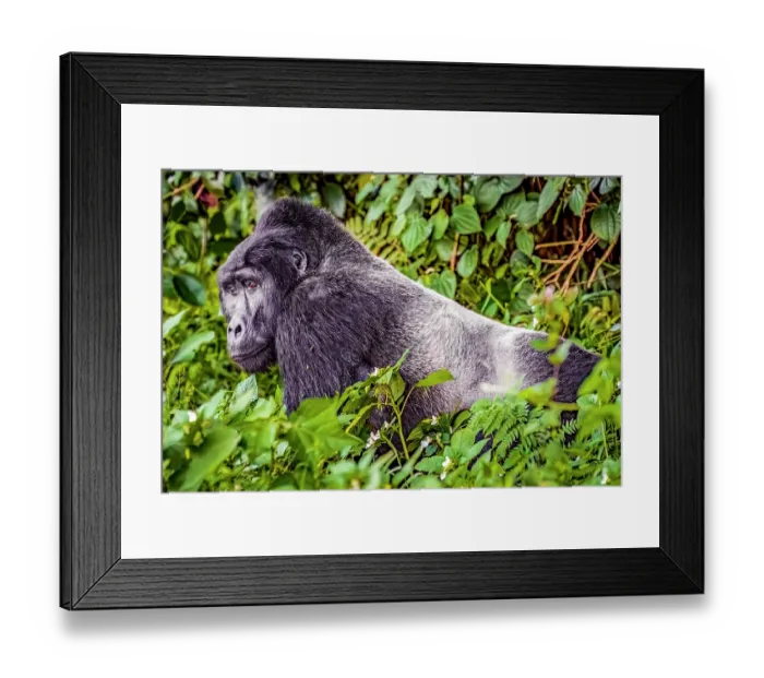 Framed Print : Bwindi Impenetrable Forest, Uganda, Africa. Portrait of Silverback Mountain Gorilla, alpha male of his clan
