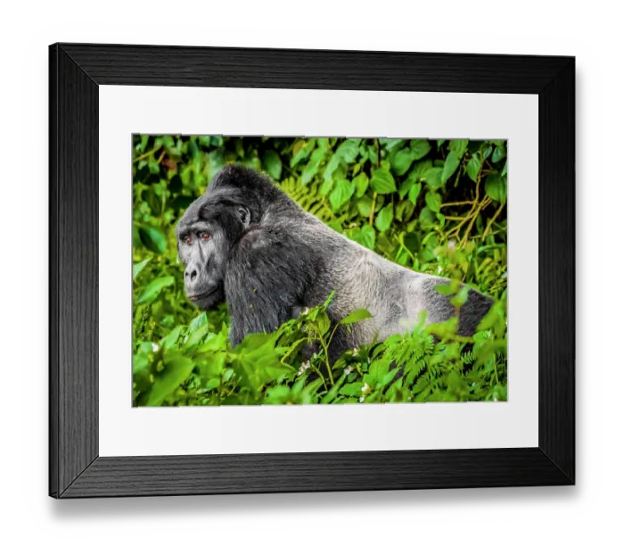 Framed Print : Bwindi Impenetrable Forest, Uganda, Africa. Portrait of the Silverback, alpha male leader of group of endangered Mountain Gorillas Framed Print : Bwindi Impenetrable Forest, Uganda, Africa. Portrait of the Silverback, alpha male leader of group of endangered Mountain Gorillas