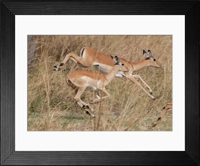 Framed Print : Zambia, South Luangwa National Park. Impala Framed Print : Zambia, South Luangwa National Park. Impala