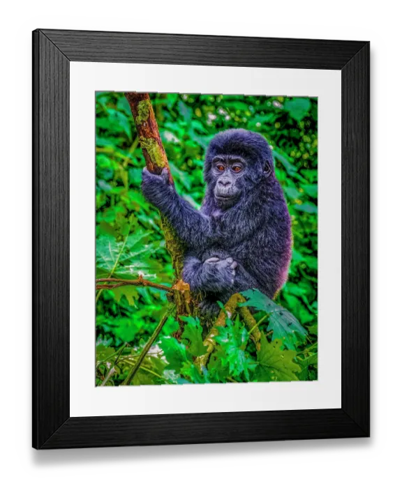 Framed Print : Bwindi Impenetrable Forest, Uganda, Africa. Portrait of baby Mountain Gorilla playing in tropical rainforest Framed Print : Bwindi Impenetrable Forest, Uganda, Africa. Portrait of baby Mountain Gorilla playing in tropical rainforest