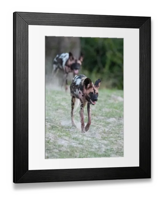 Framed Print : Zambia, South Luangwa National Park. African wild dog from the Manzi Pack Framed Print : Zambia, South Luangwa National Park. African wild dog from the Manzi Pack