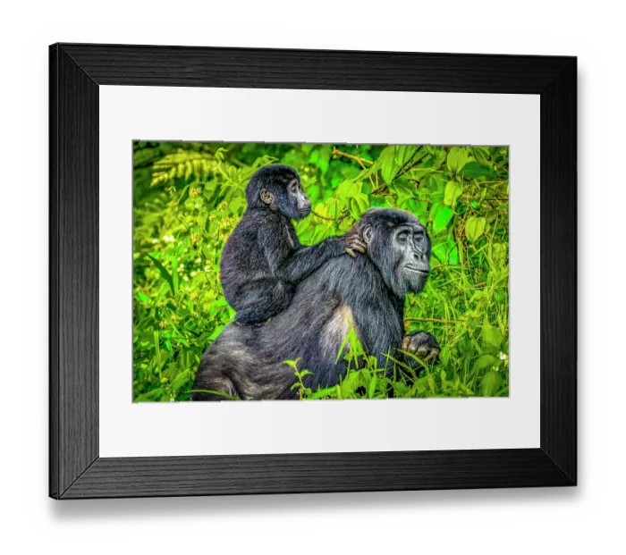 Framed Print : Bwindi Impenetrable Forest, Uganda, Africa. Portrait of mother and baby endangered Mountain Gorillas, of which half the world's population live in Uganda