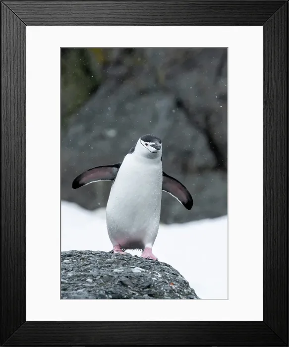 Framed Print : Antarctica, South Orkney Islands, Coronation Island. Chinstrap penguin in snow