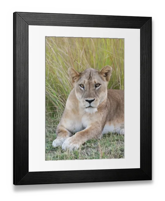 Framed Print : Zambia, South Luangwa National Park. Lioness