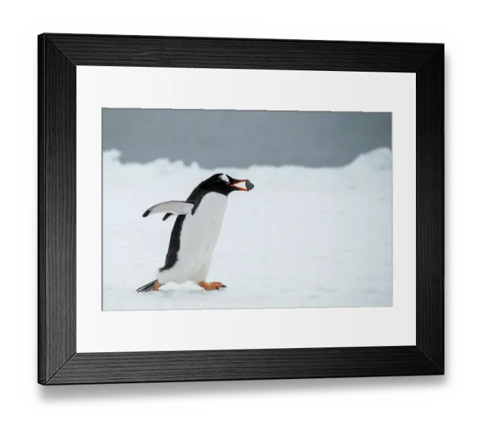 Framed Print : Antarctica, Brown Bluff. Gentoo penguin with nesting stone, courtship behavior