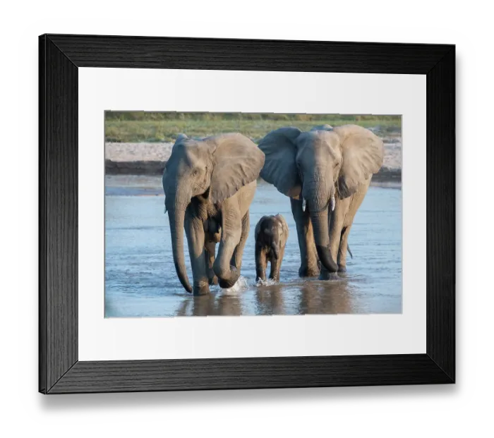 Framed Print : Zambia, South Luangwa. Elephants with baby crossing river Framed Print : Zambia, South Luangwa. Elephants with baby crossing river